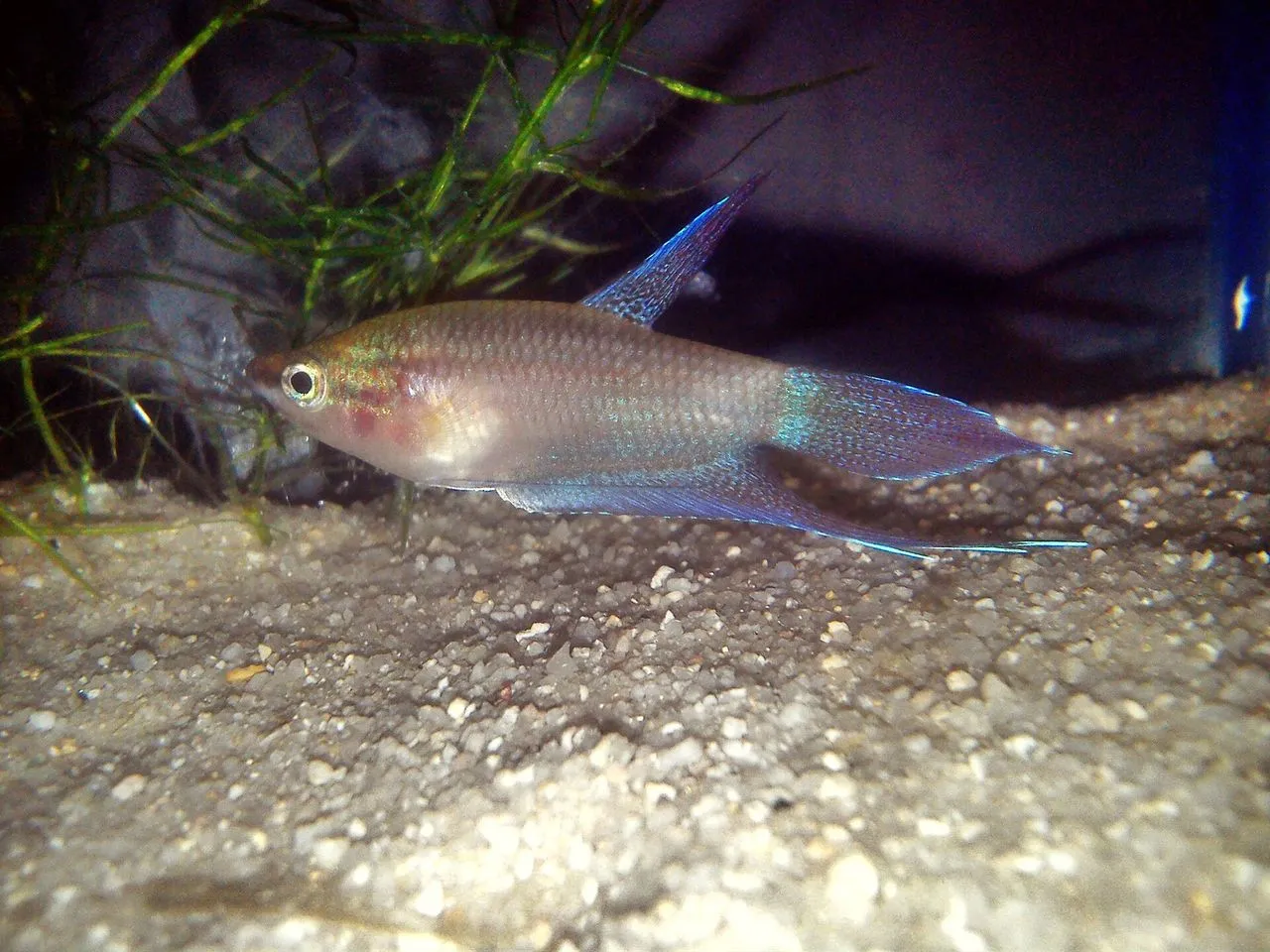 Betta vs Dwarf Gourami for Small Tanks