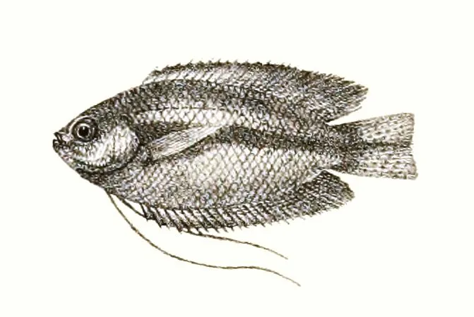 Honey Gourami (Trichogaster chuna): Calm Community Care