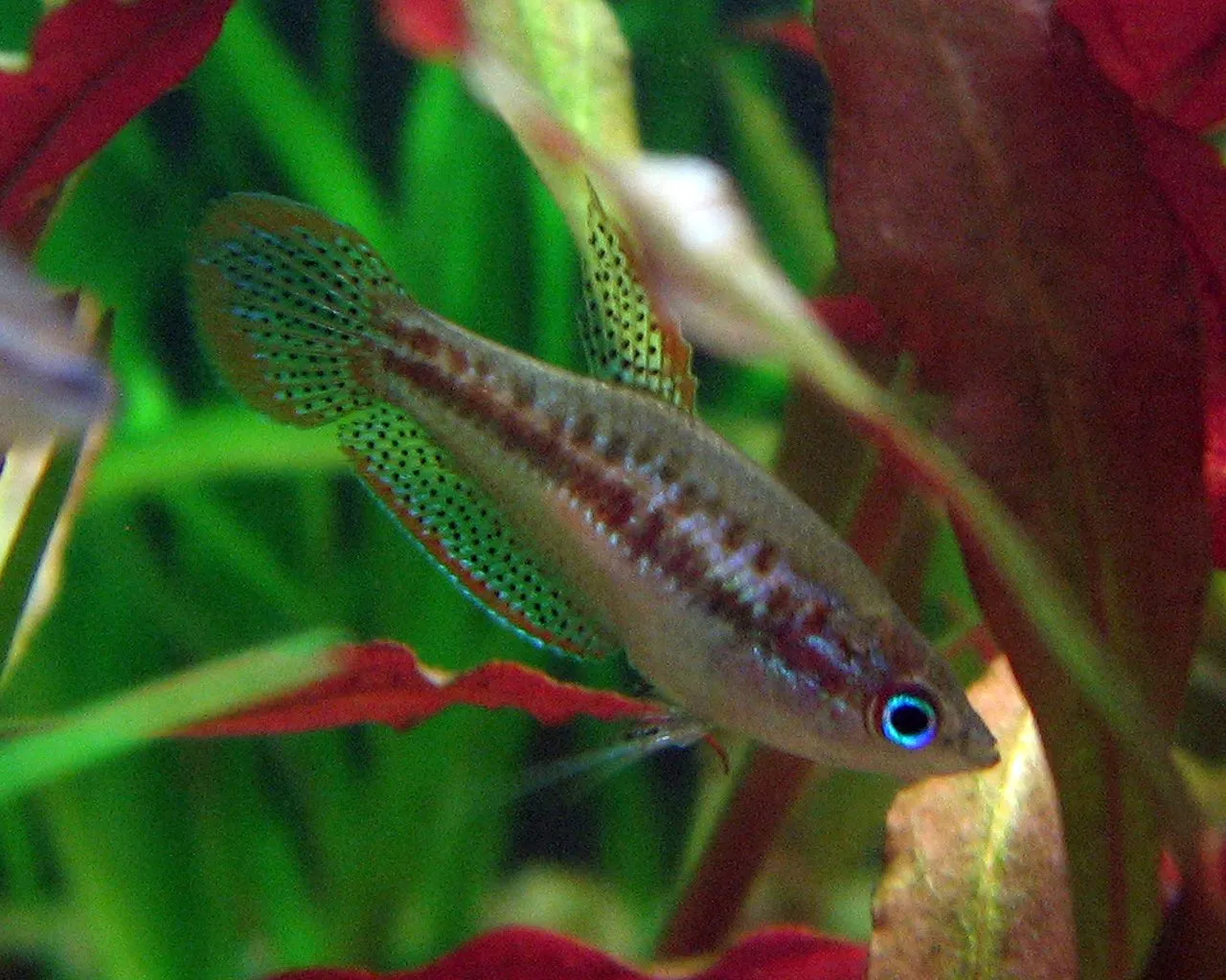 Sparkling Gourami (Trichopsis pumila): Nano Blackwater Care