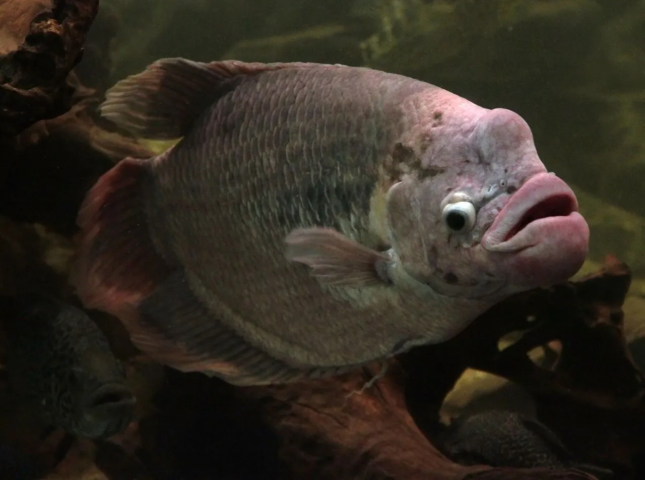 The Complete Gouramis & Bettas Guide: Labyrinth Fish Care