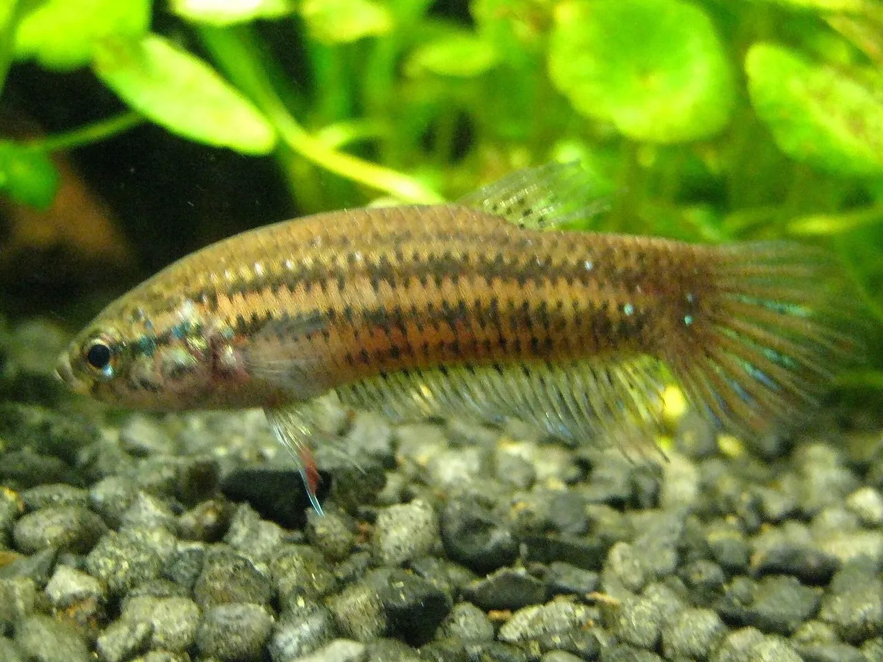 Why Is My Gourami Flaring?