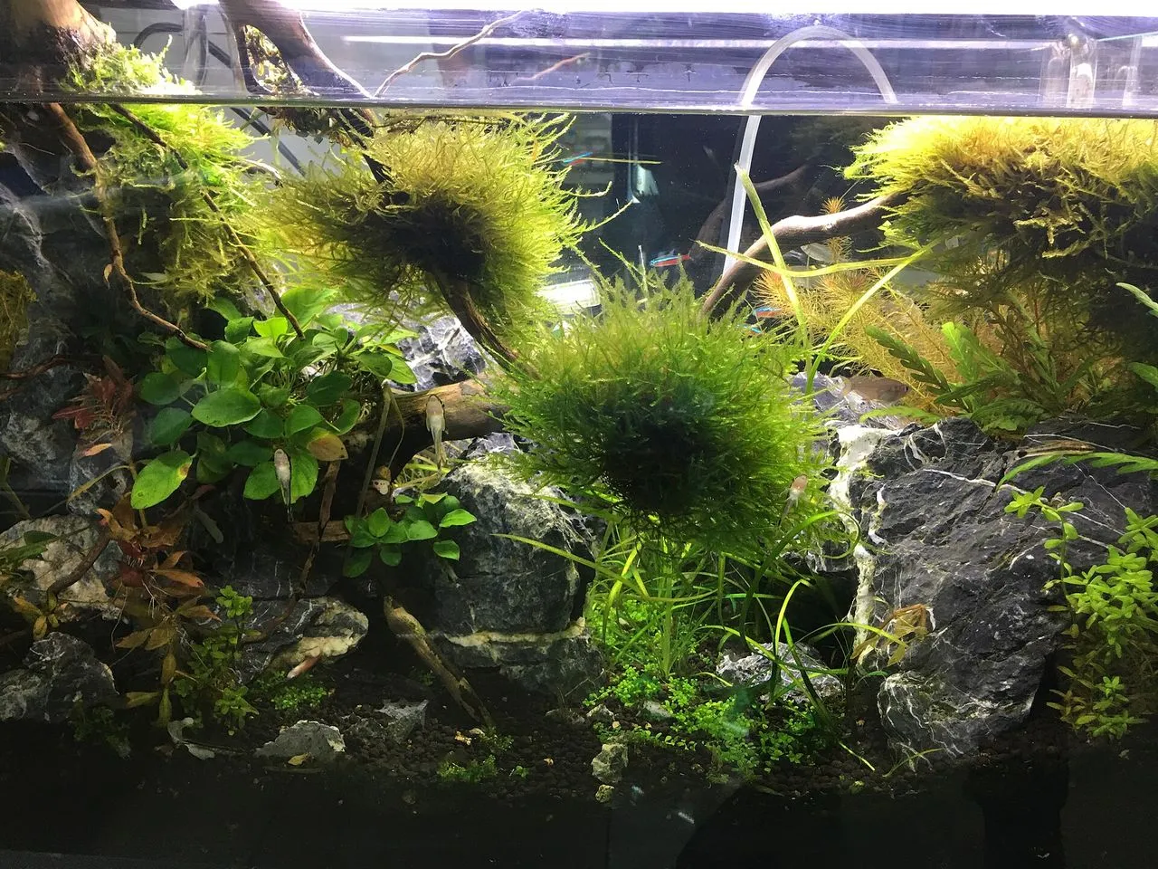 Why Is My Aquarium Water Yellow?
