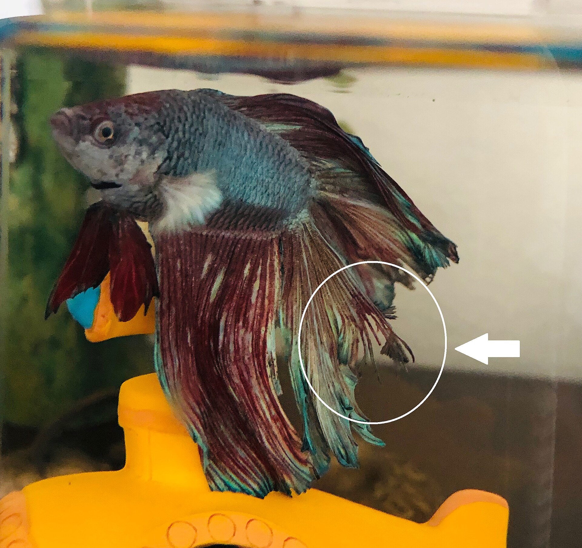 Fin Rot Diagnosis: Causes, Treatment and Recovery