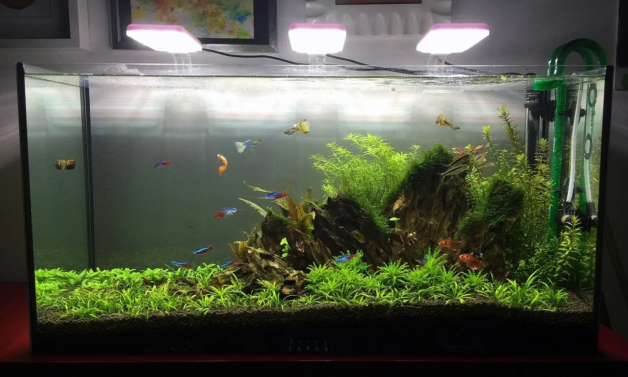 Why Won't My Fish Eat?