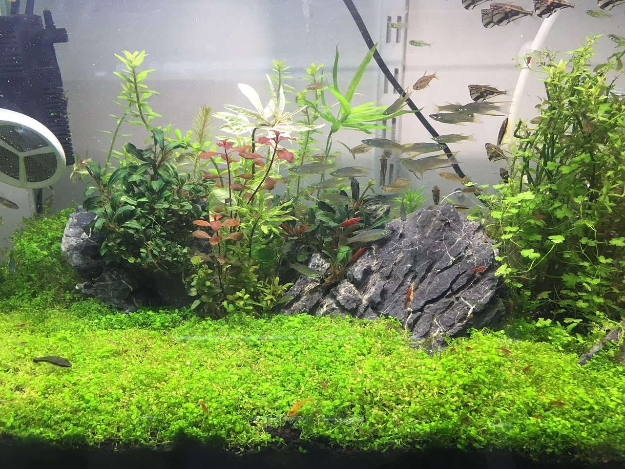 Why Is My Aquarium pH Dropping?