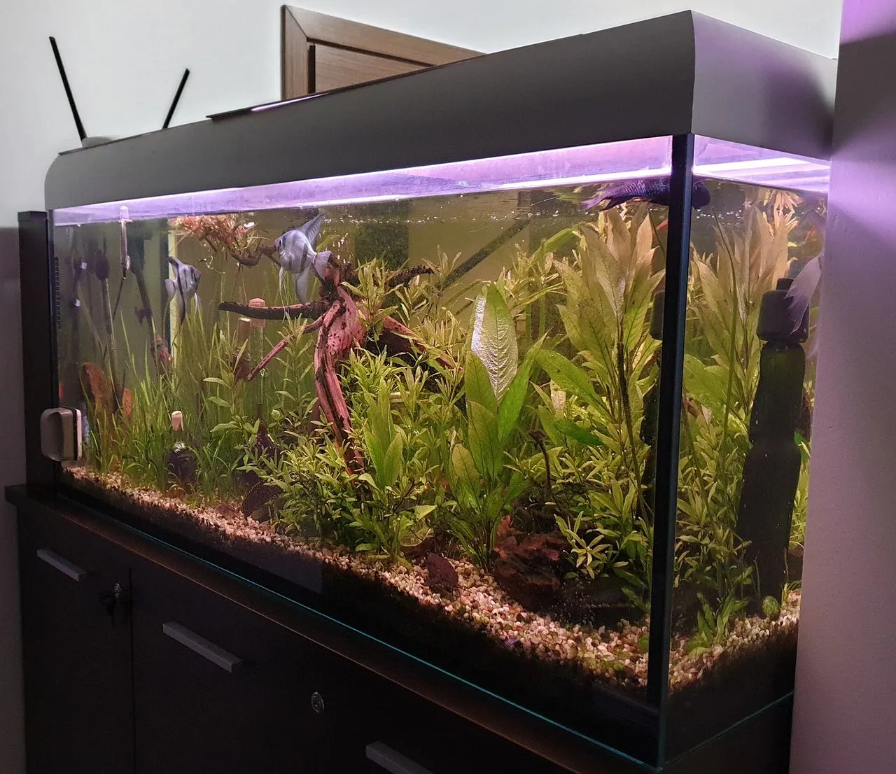 Sponge Filter vs HOB Filter: Which Is Right for Your Tank?