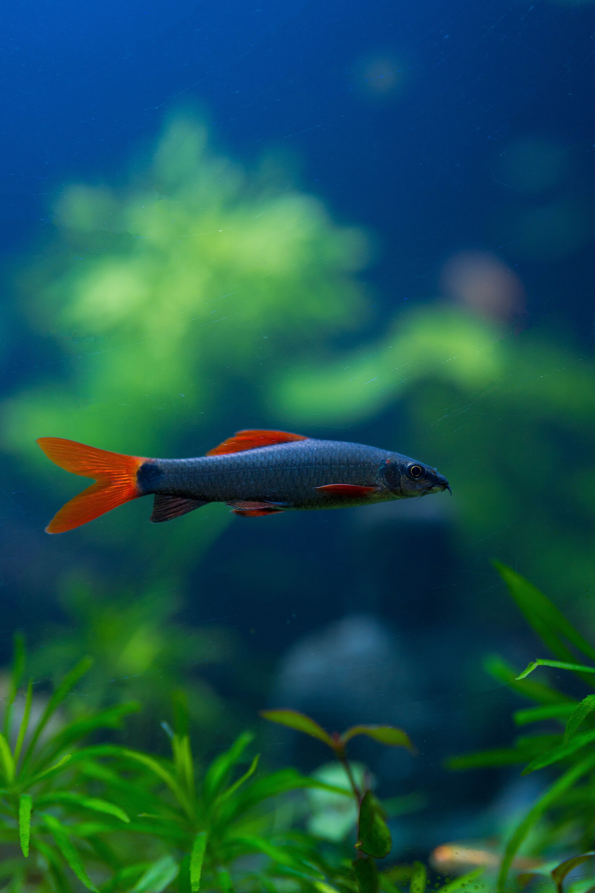 The Complete Aquarium Care Guide: Cycling, Water, Disease & Plants