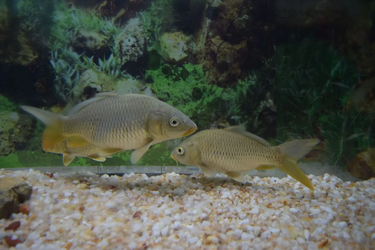 Why Is My Fish Scratching on Decor?