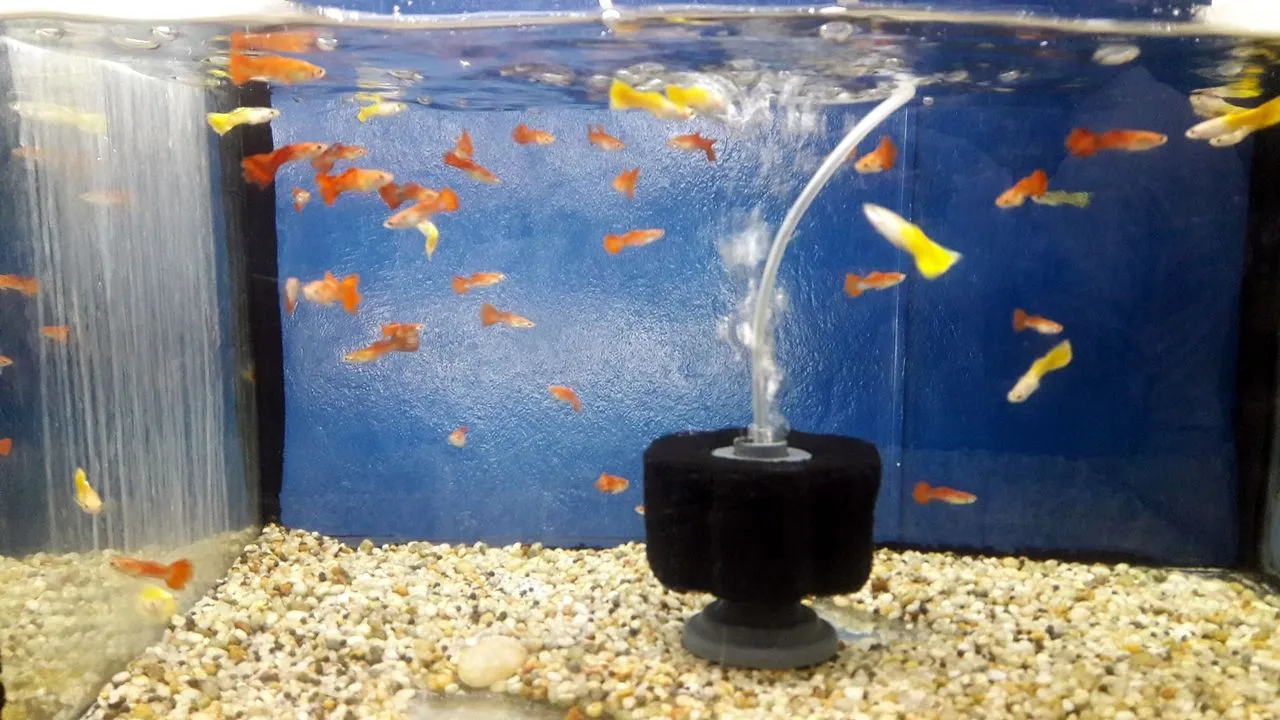 Why Are My Fish Jumping Out of the Tank?