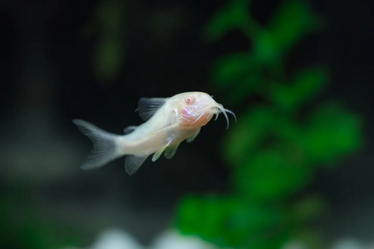 Bronze Corydoras (Corydoras aeneus): Care & Breeding