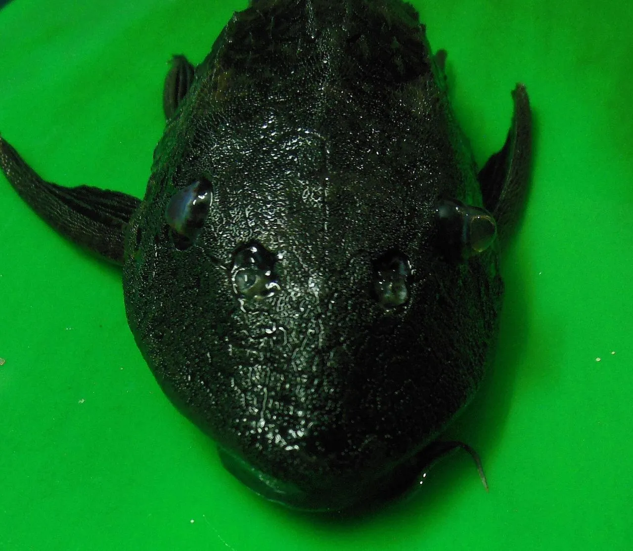 Common Pleco (Pterygoplichthys multiradiatus): Adult Size