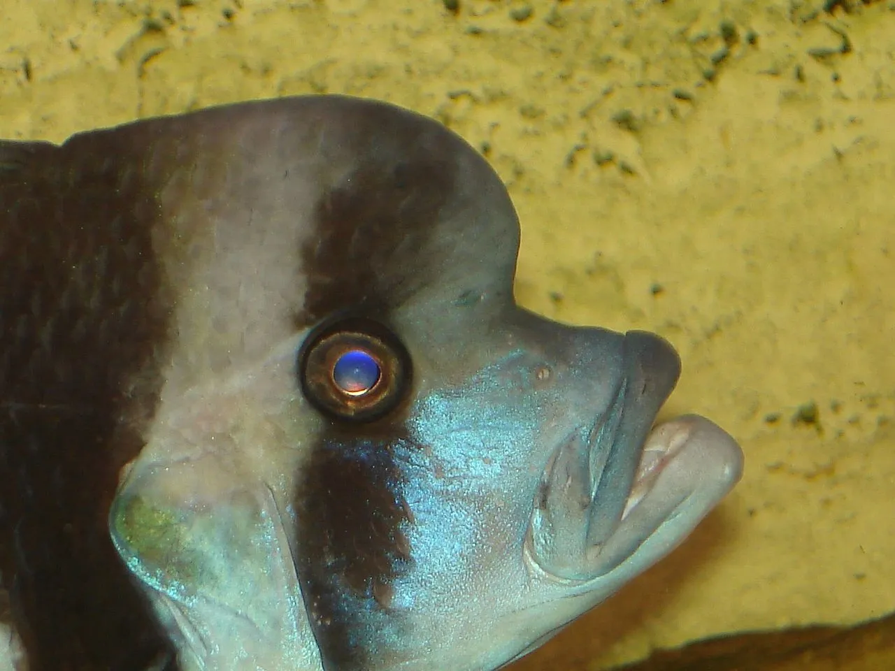 Frontosa (Cyphotilapia frontosa/gibberosa): Tanganyikan Care