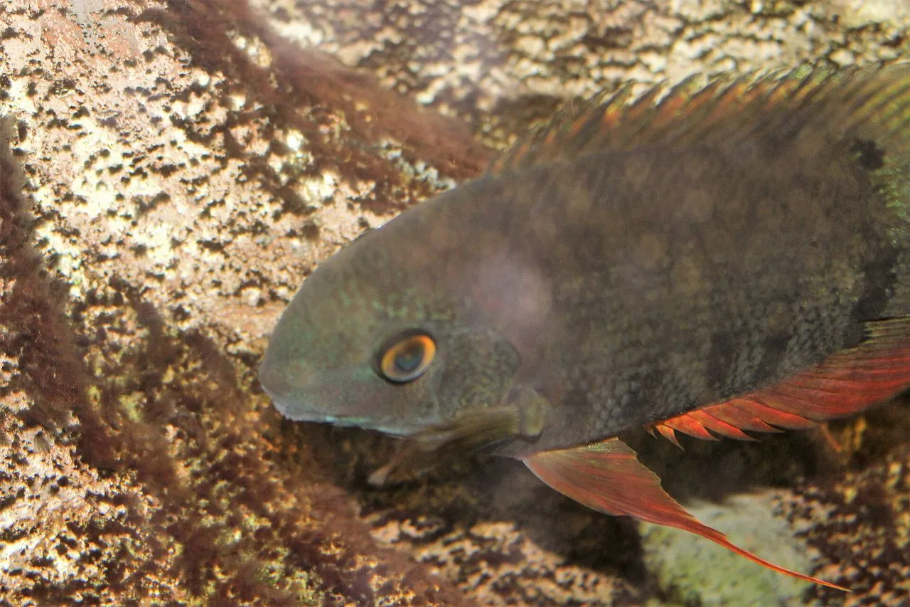 Discus vs Angelfish for a Soft-Water Community