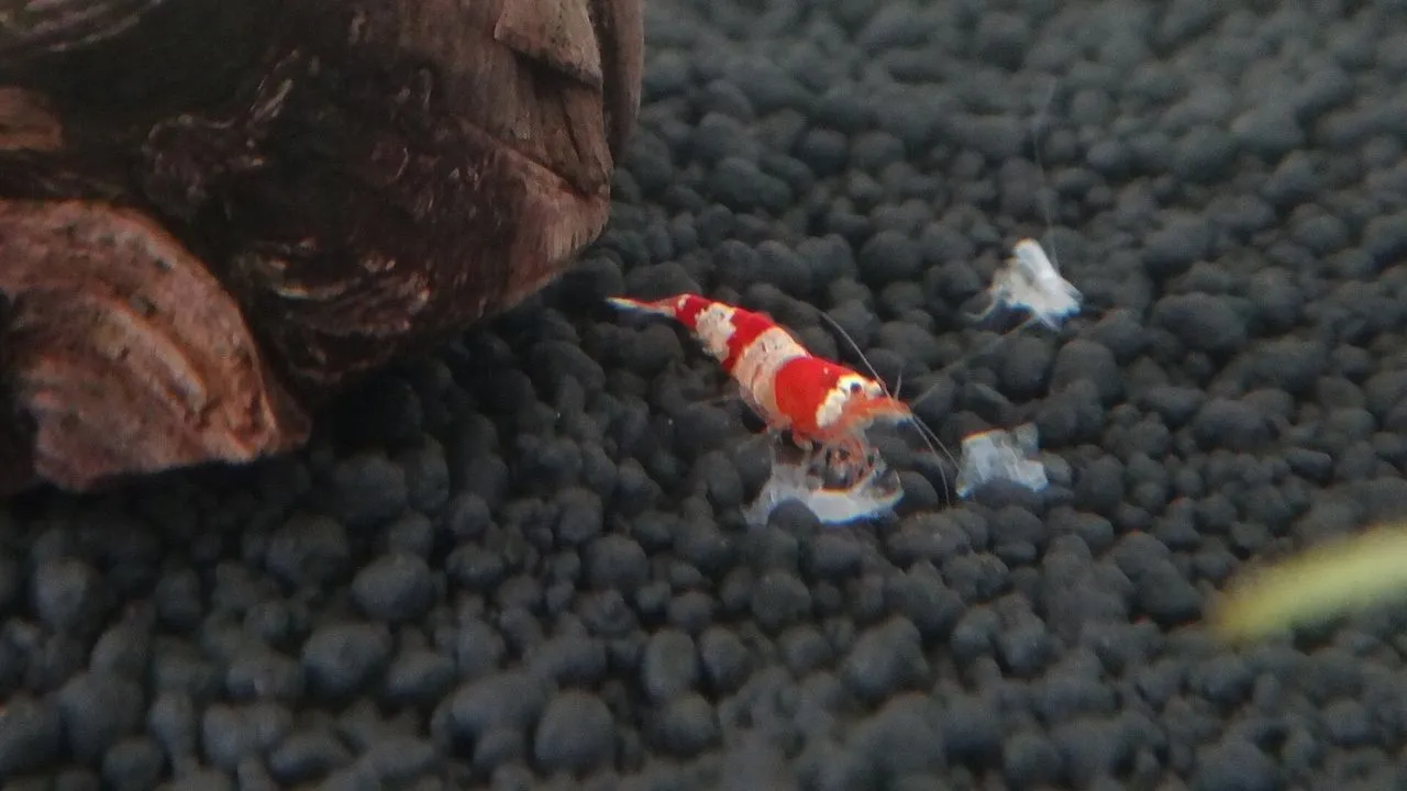 How to Prevent Shrimp Moult Failure