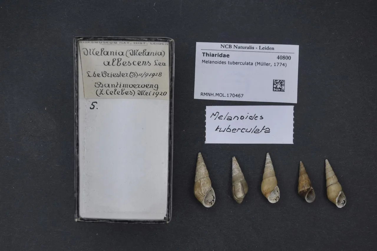 Malaysian Trumpet Snail (Melanoides tuberculata): Substrate Care