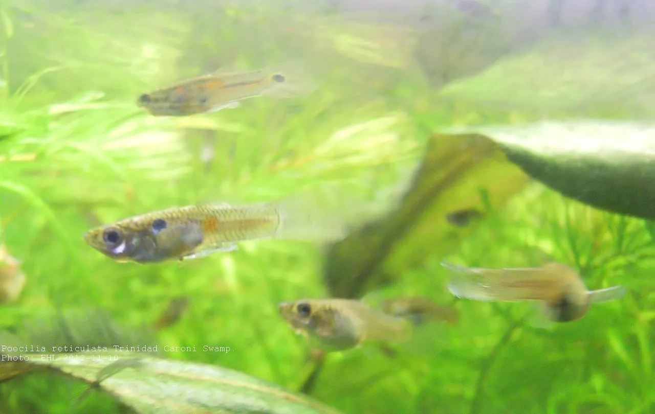 The Complete Livebearers Guide: Guppies, Mollies & More