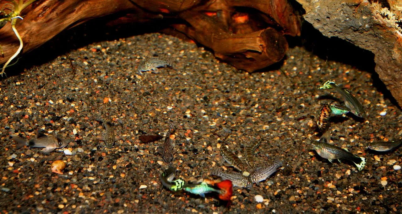 Sumo Loach (Schistura spp.): Care for Stream Nemacheilids