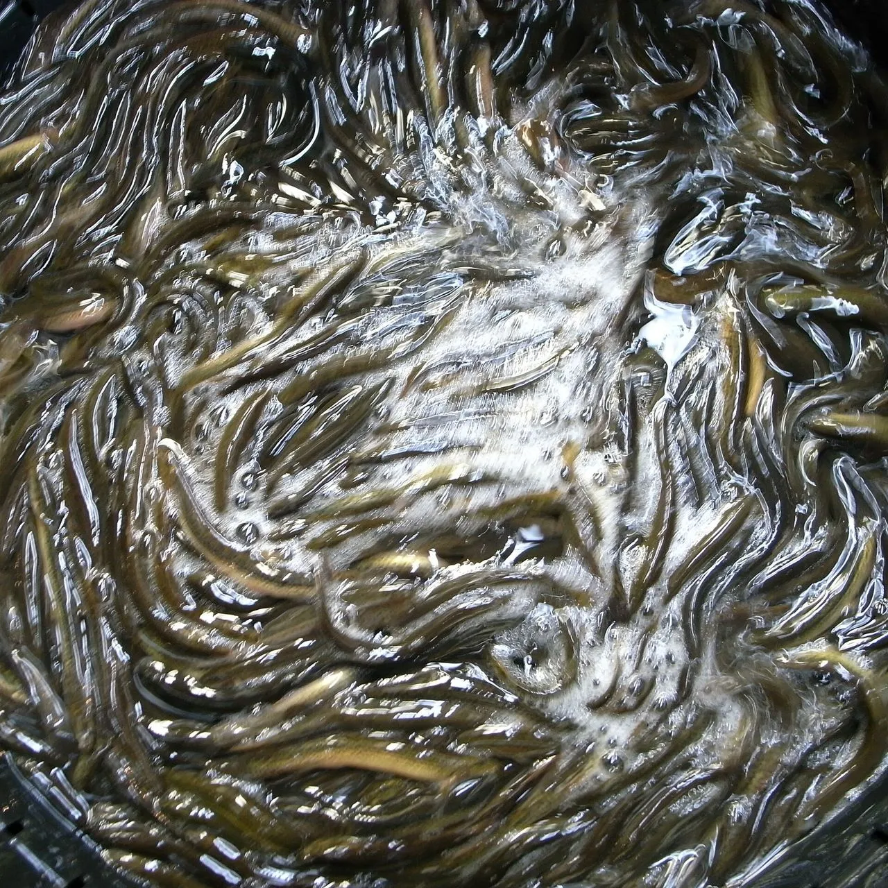 Weather Loach (Misgurnus anguillicaudatus): Cool-Water Care