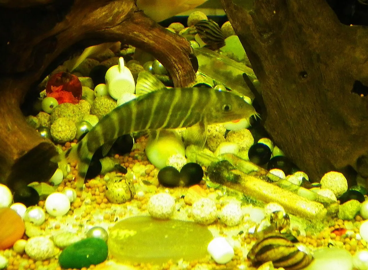 Zebra Loach (Botia striata): Care for the Peaceful Indian Botia