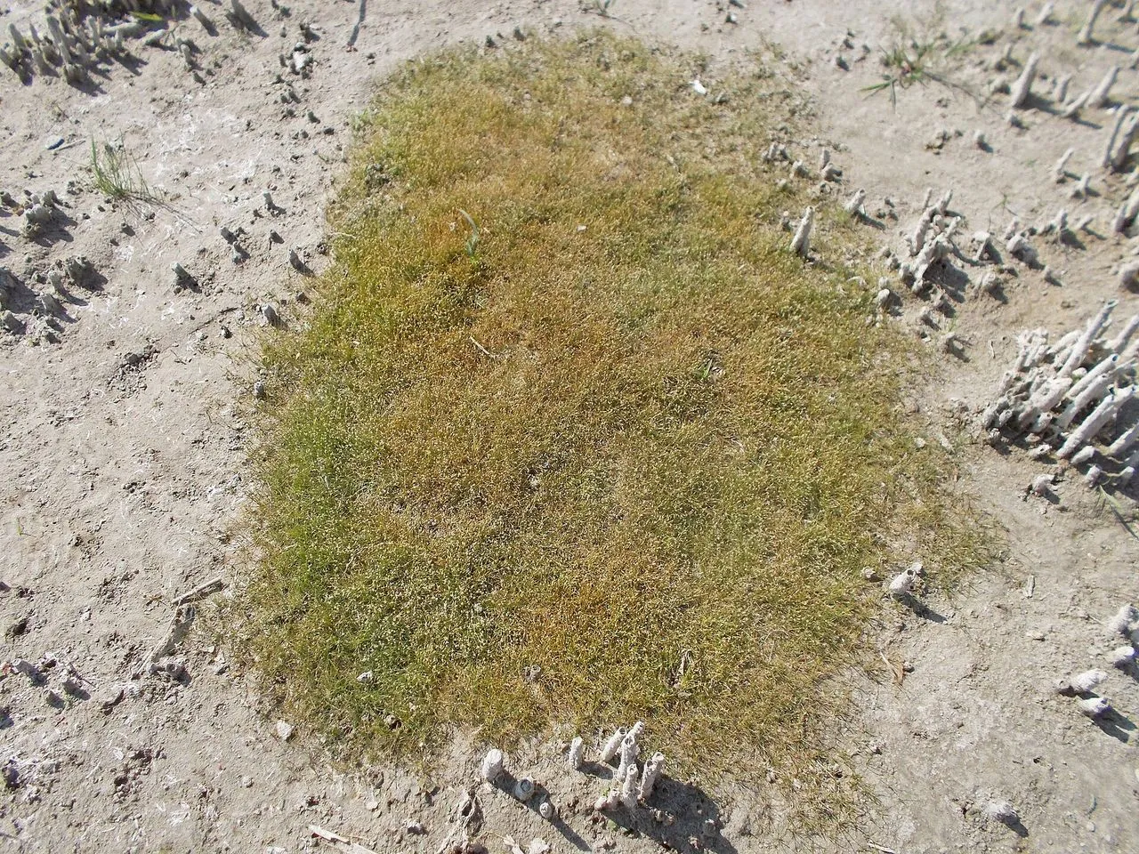Dwarf Hairgrass (Eleocharis parvula): Carpet Care