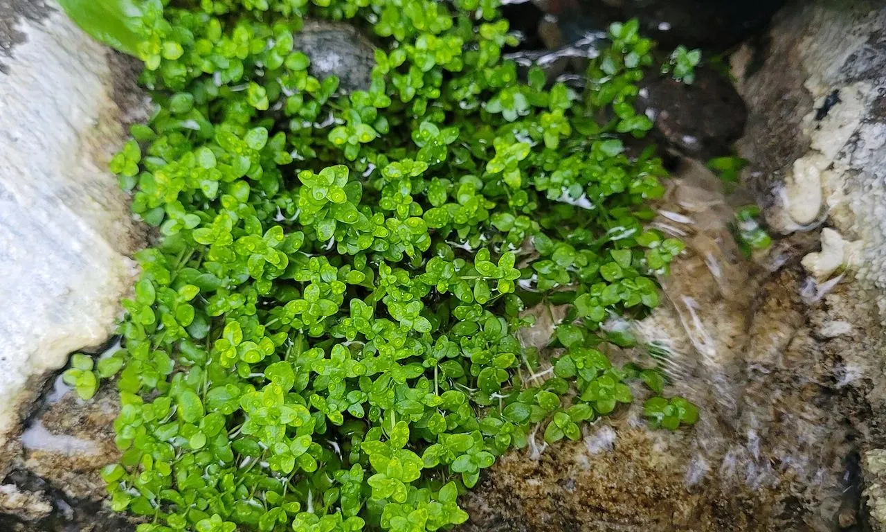 Monte Carlo (Micranthemum tweediei): Carpet Care
