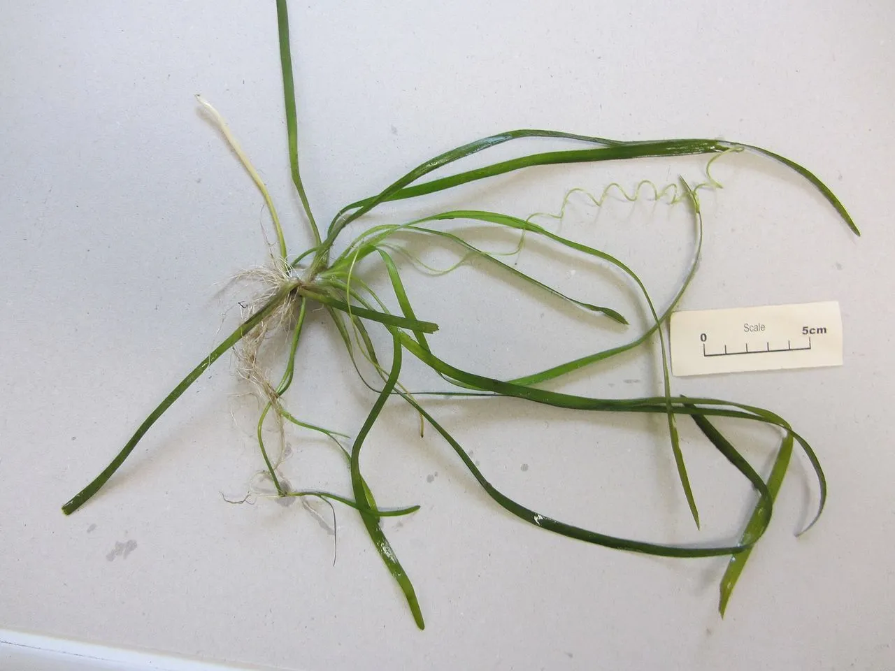 Vallisneria spiralis: Background Plant Care