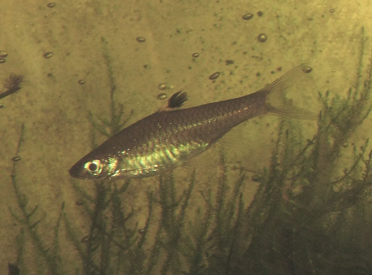 Why Are My Chili Rasboras Pale?