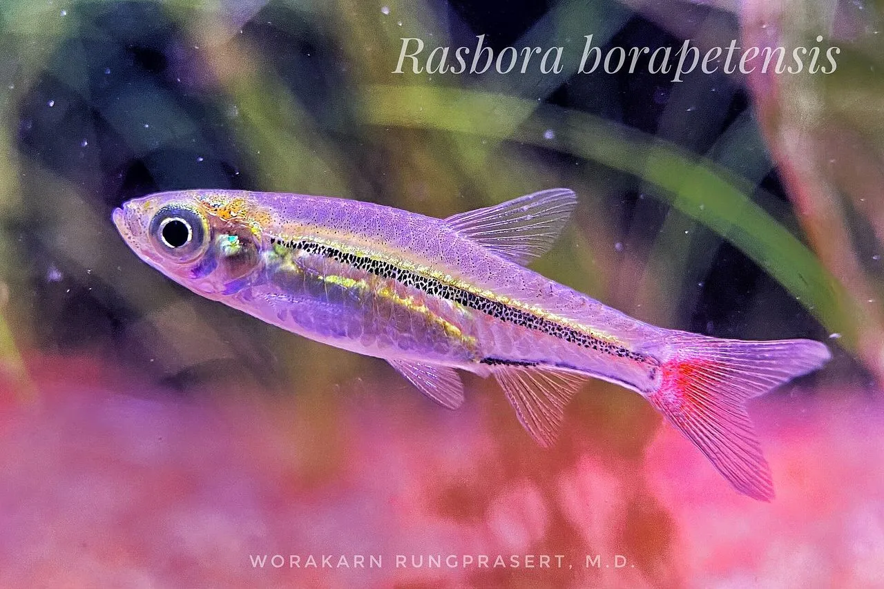 Brilliant Rasbora (Rasbora borapetensis): Care Guide