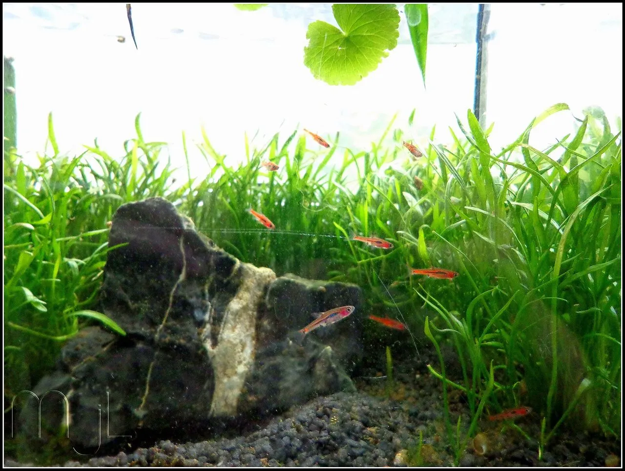 Chili Rasbora (Boraras brigittae): Blackwater Nano Care