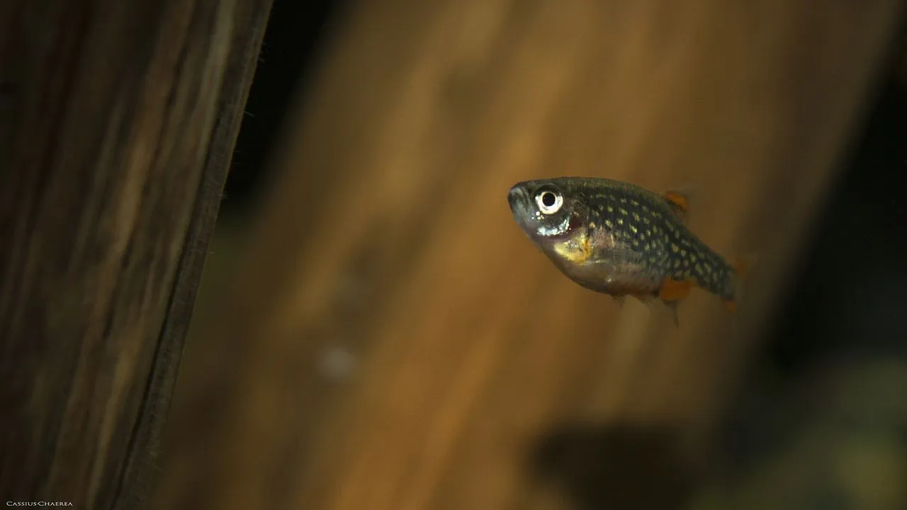Galaxy Rasbora (Celestichthys margaritatus): CPD Care