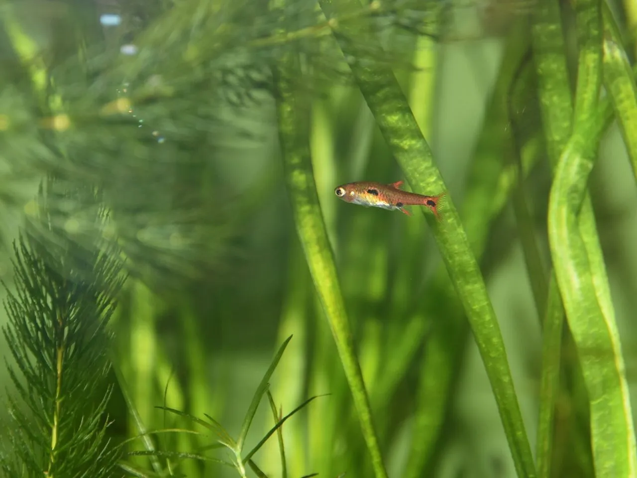 Mosquito Rasbora (Boraras maculatus): Soft-Water Care