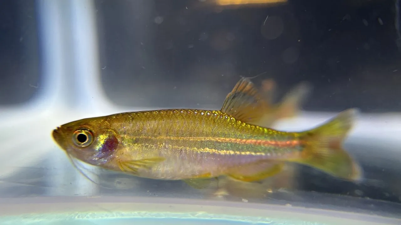 Pearl Danio (Danio albolineatus): Active Community Care
